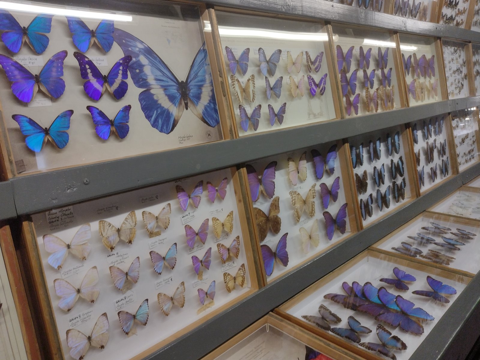Butterfly Museum in Bochnia