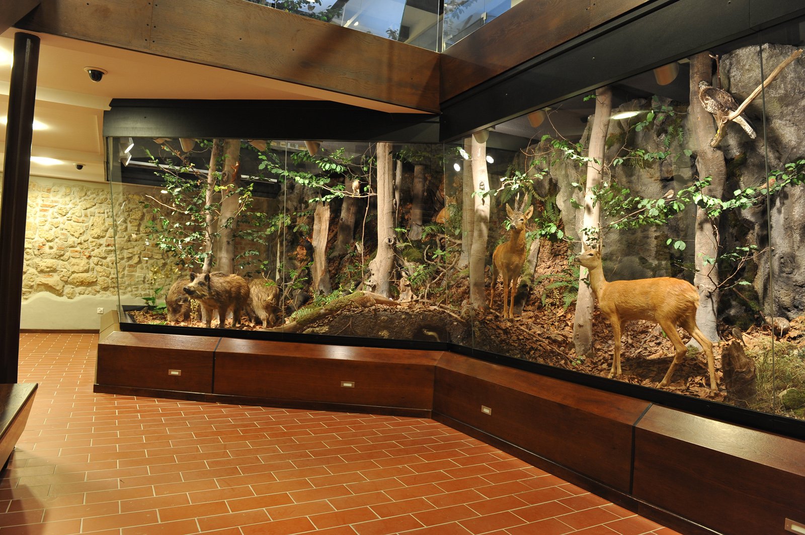 Diorama with roe deer and wild boar beneath beech trees in the Ojców National Park nature exhibition