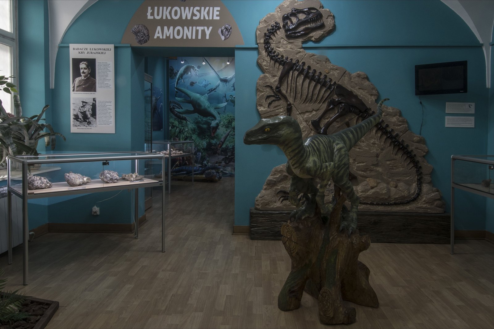 Sala Łukowskie amonity z gablotami i modelem szkieletu dinozaura w Muzeum Ziemi Łukowskiej