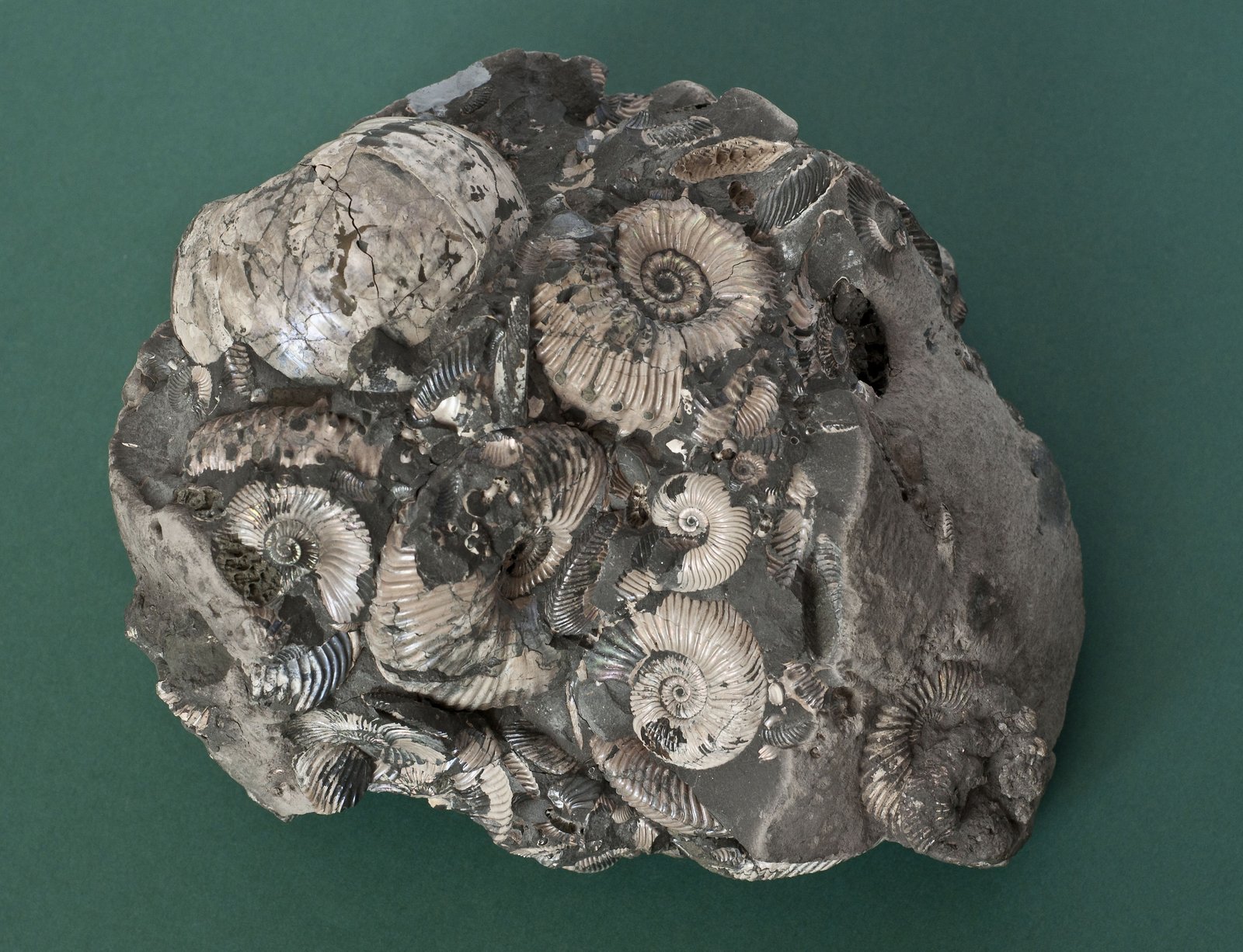 Bryła skalna pełna skamieniałych amonitów ze zbiorów Muzeum Ziemi Łukowskiej